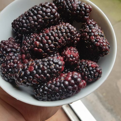 Delicious Blackberries!